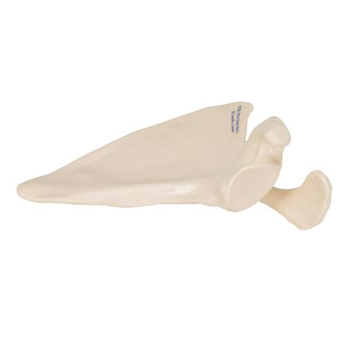 Model af skulderblad (scapula) – billede 2