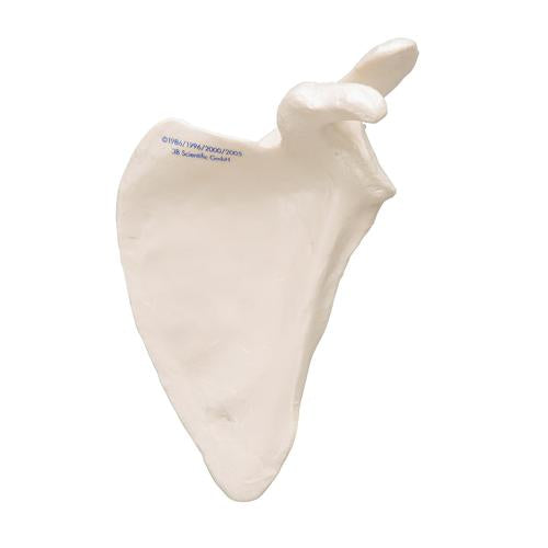 Model af skulderblad (scapula) – billede 4