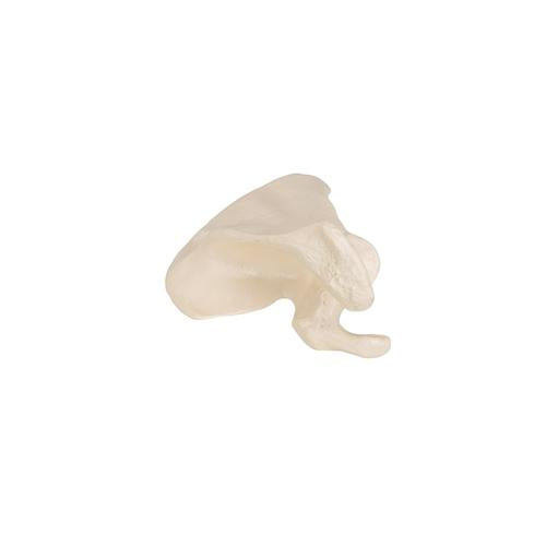 Model af skulderblad (scapula) – billede 5