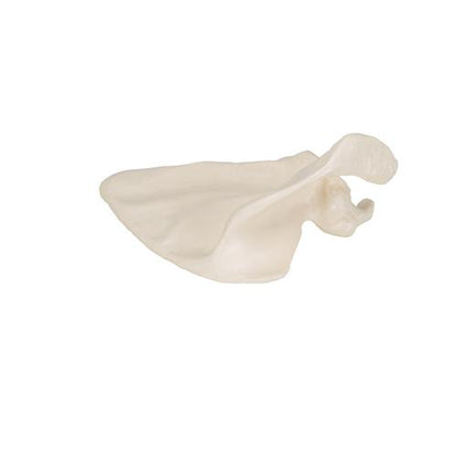 Model af skulderblad (scapula) – billede 6