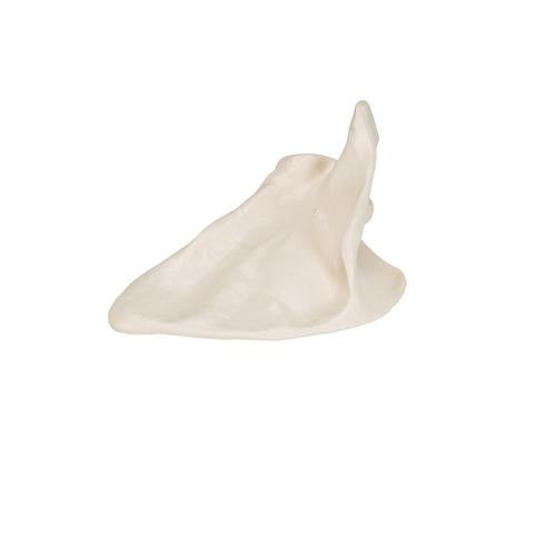 Model af skulderblad (scapula) – billede 7