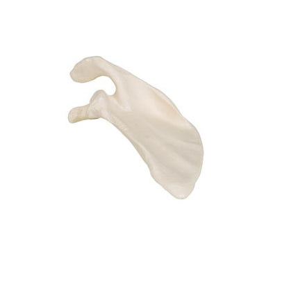Model af skulderblad (scapula) – billede 8