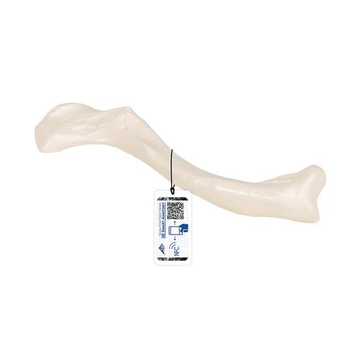 Model af kraveben (clavicula)