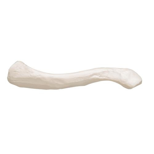 Model af kraveben (clavicula) – billede 2