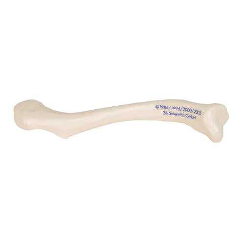 Model af kraveben (clavicula) – billede 4