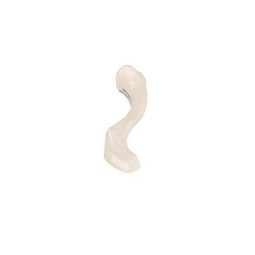 Model af kraveben (clavicula) – billede 6