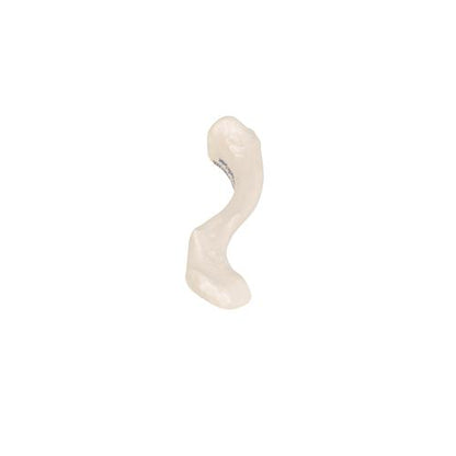Model af kraveben (clavicula) – billede 6