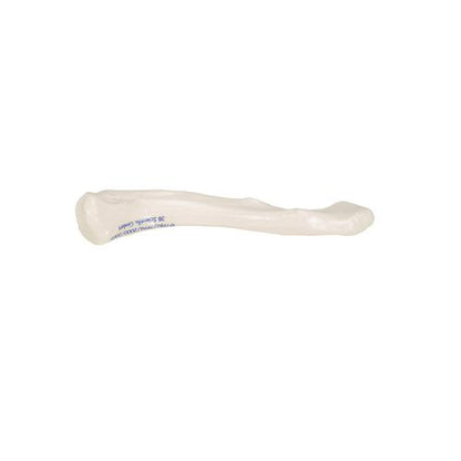 Model af kraveben (clavicula) – billede 8