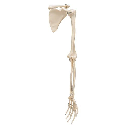 Arm Skelet m. Scapula og Clavicle