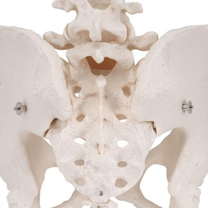 Kvindeligt Bækken Skelet Pelvic