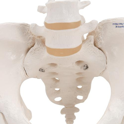 Kvindeligt Bækken Skelet Pelvic med Femur hoveder