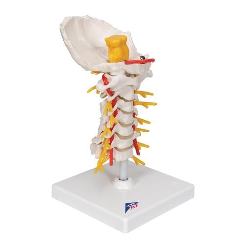 Cervikal Rygsøjle