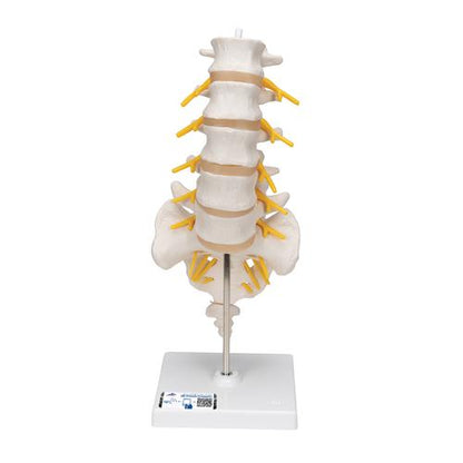 Lumbar Rygsøjle