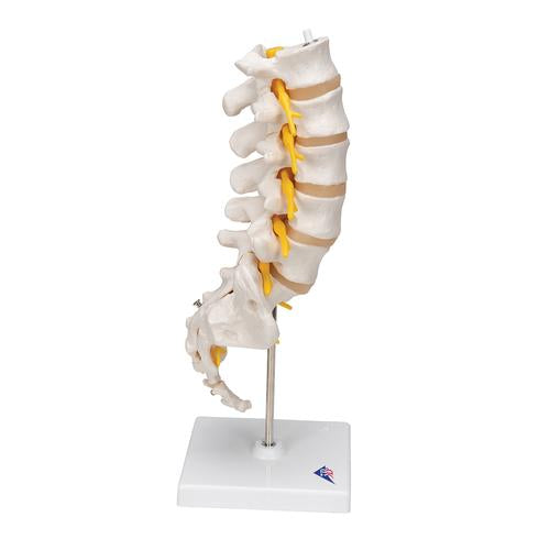 Lumbar Rygsøjle
