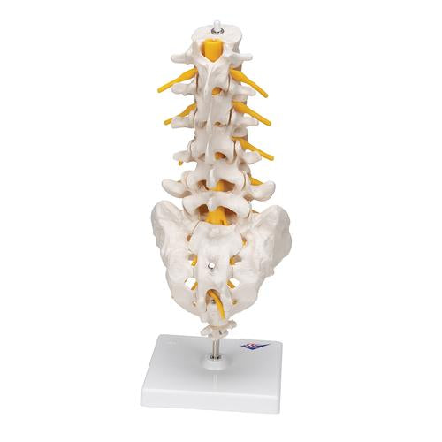 Lumbar Rygsøjle