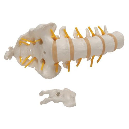 Lumbar Rygsøjle