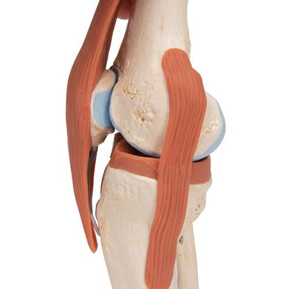 Knæ med ledbånd og markeret brusk
