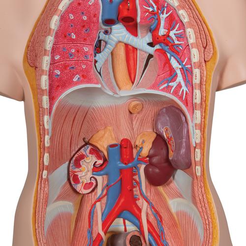 Klassisk Unisex Torso 14 dele
