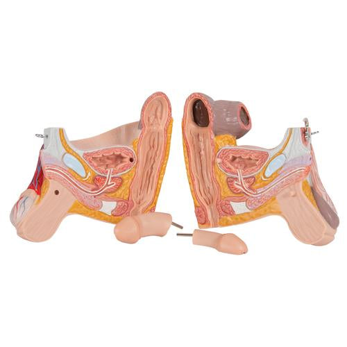 Muskelfigur i 3/4 størrelse, tvekønnet, på metalstativ, 45 dele – billede 7