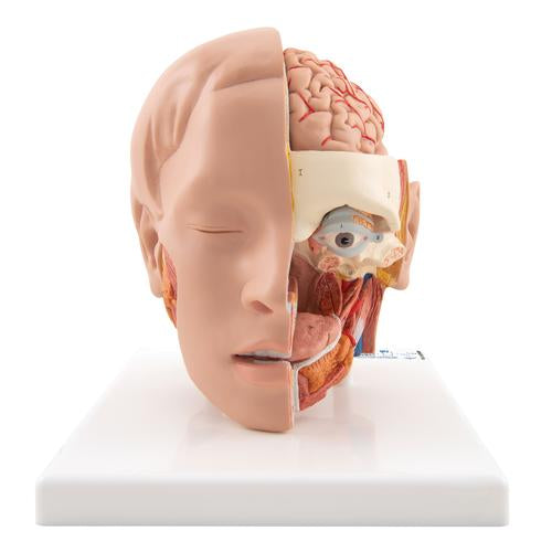 Hovedmodel, 6 dele