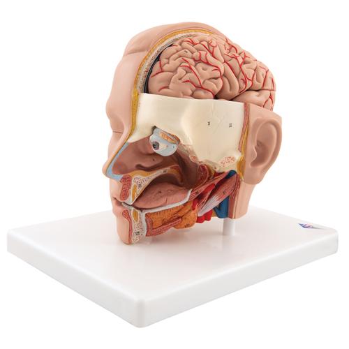 Hovedmodel, 6 dele – billede 3