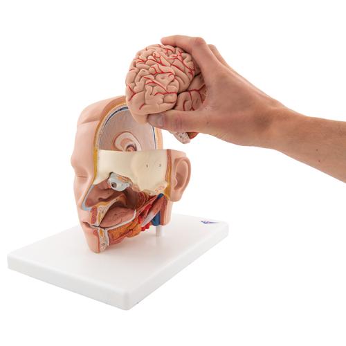 Hovedmodel, 6 dele – billede 6
