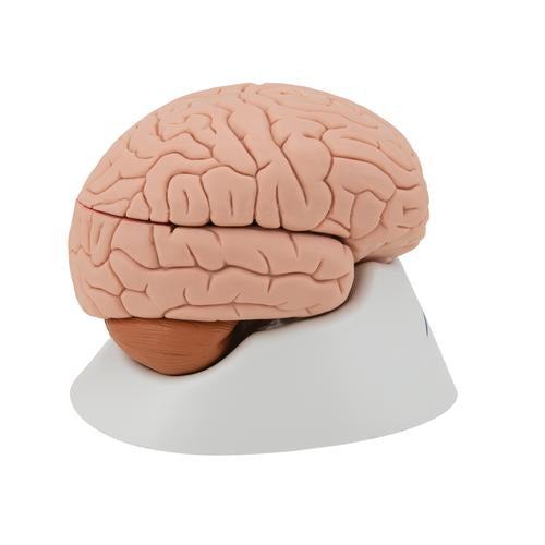 Hjernemodel, 4 dele – billede 3