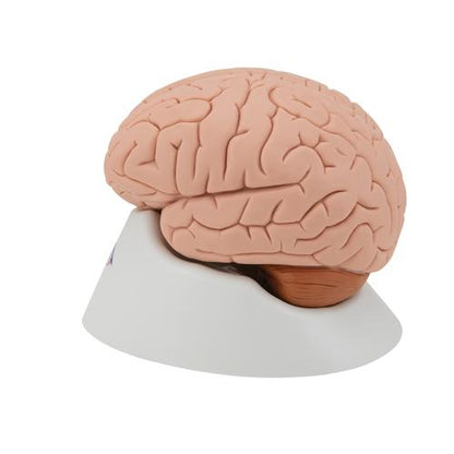 Hjernemodel, 4 dele – billede 5