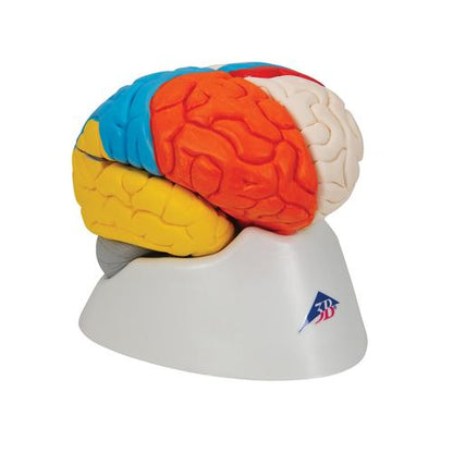 Neuroanatomisk Hjerne 8 dele