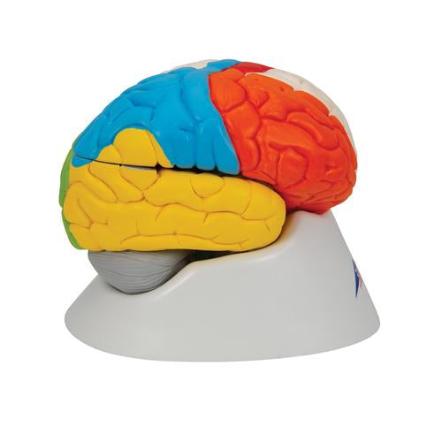 Neuroanatomisk Hjerne 8 dele