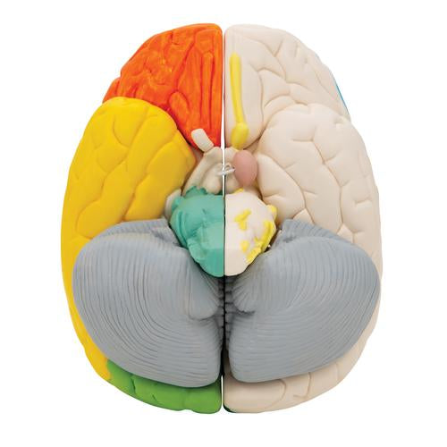 Neuroanatomisk Hjerne 8 dele