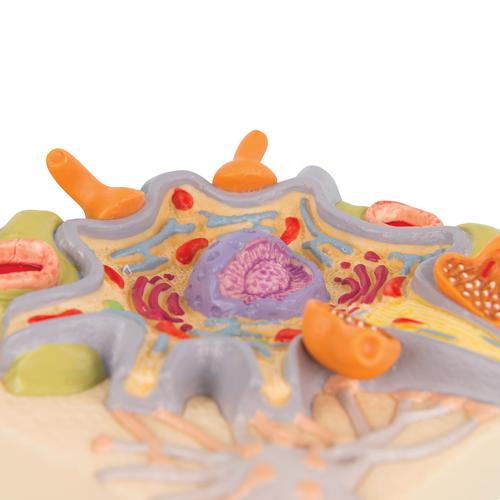 Model af nervecellelegeme – billede 2