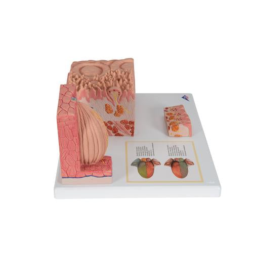 Tungemodel 3B MICROanatomy – billede 3