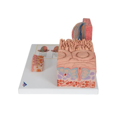 Tungemodel 3B MICROanatomy – billede 4