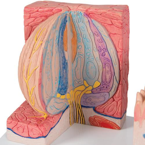 Tungemodel 3B MICROanatomy – billede 6