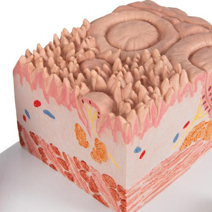 Tungemodel 3B MICROanatomy – billede 7