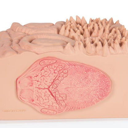 Tungemodel 3B MICROanatomy – billede 8