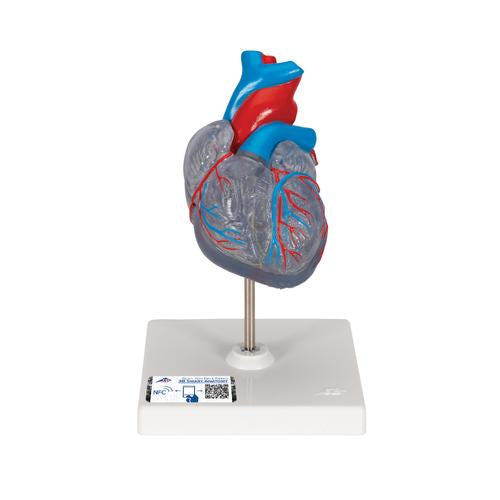 Hjertemodel Classic med ledningssystem, 2 dele