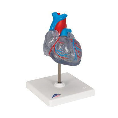 Hjertemodel Classic med ledningssystem, 2 dele – billede 2