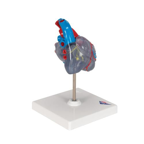 Hjertemodel Classic med ledningssystem, 2 dele – billede 3