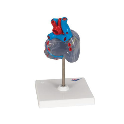 Hjertemodel Classic med ledningssystem, 2 dele – billede 4