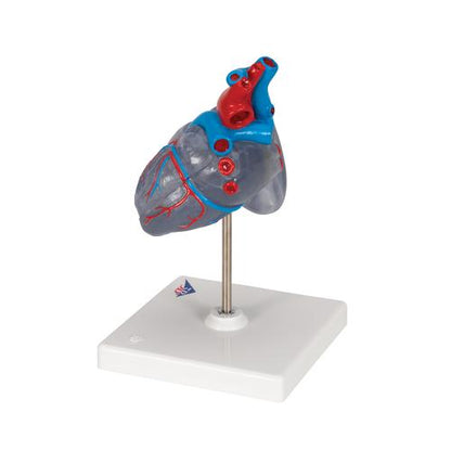 Hjertemodel Classic med ledningssystem, 2 dele – billede 5