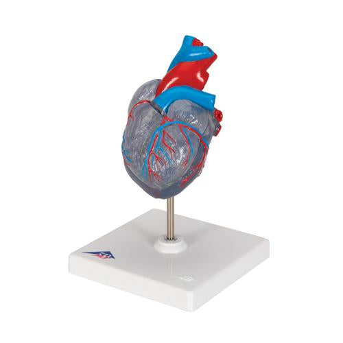 Hjertemodel Classic med ledningssystem, 2 dele – billede 6