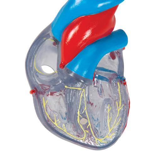 Hjertemodel Classic med ledningssystem, 2 dele – billede 7