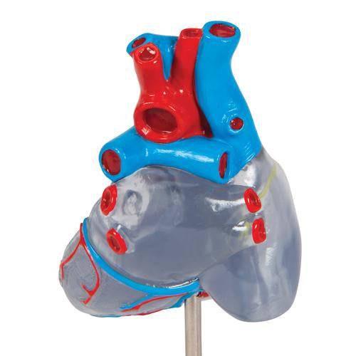 Hjertemodel Classic med ledningssystem, 2 dele – billede 8