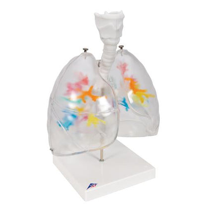 CT-bronkietræ med strubehoved og transparente lunger – billede 2