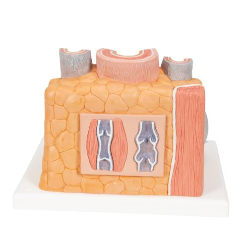 Arterie og vene 3B MICROanatomy, 14x forstørret – billede 3