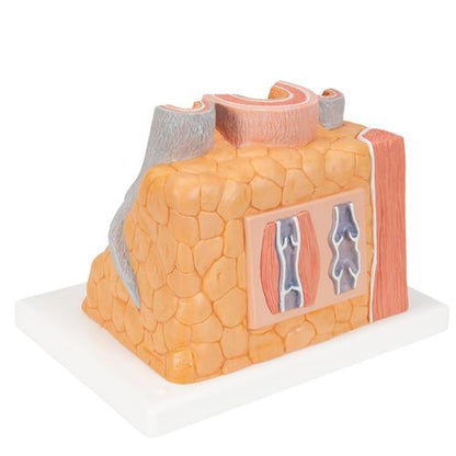Arterie og vene 3B MICROanatomy, 14x forstørret – billede 4