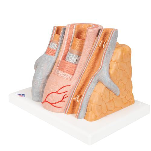 Arterie og vene 3B MICROanatomy, 14x forstørret – billede 6