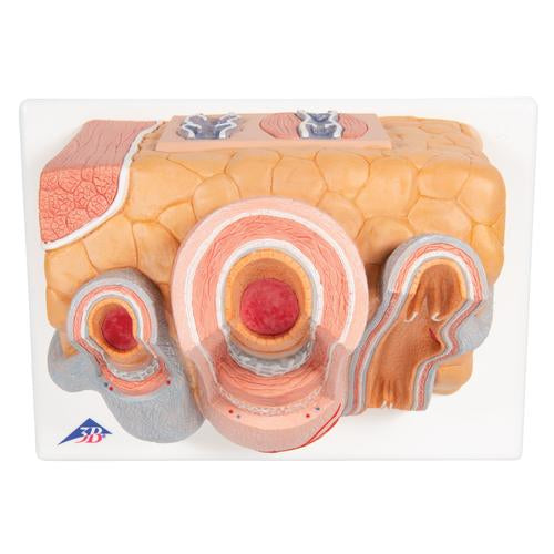 Arterie og vene 3B MICROanatomy, 14x forstørret – billede 8
